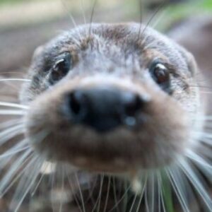 Profile photo of Eilanelena